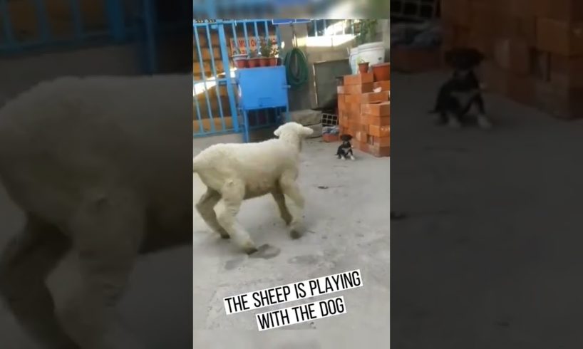 the sheep is playing with the dog#pet #fyp #viral #animals #funny #lol #fypシ #funnyvideos #foryou