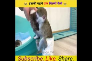 इस बंदर बहने बिल्लियाँ कैसे ? 😭 #shorts #shorts #trending #viralvideo