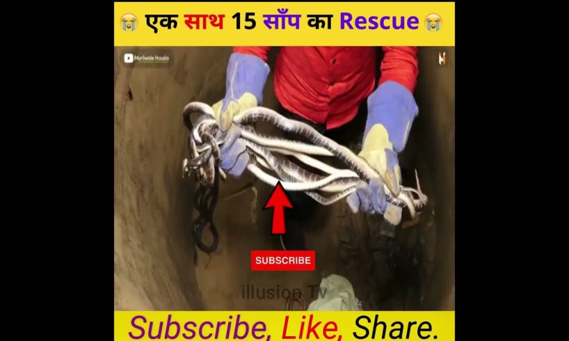 एक साथ 15 साँप का Rescue 😨 #shorts #viralvideo #trending #viral