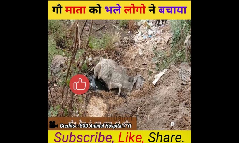 गौ माता को भले लोगो ने बचाया 😭 #shorts #viral #trending #viralvideo