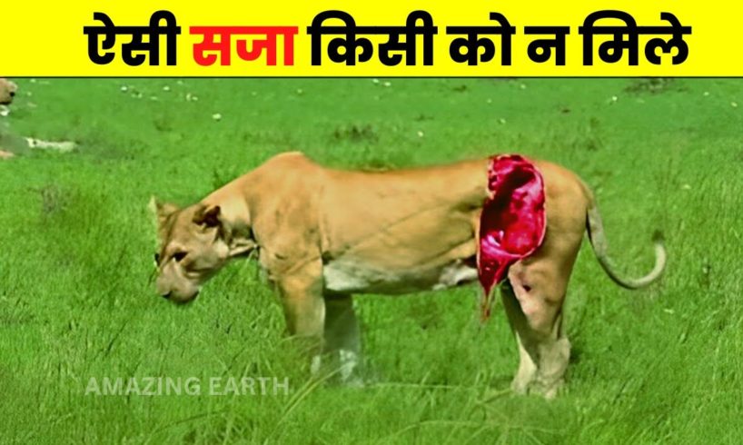 ज़िन्दगी ऐसी भी होती है शेरो की | Wild animal fight in wildlife🔥🔥