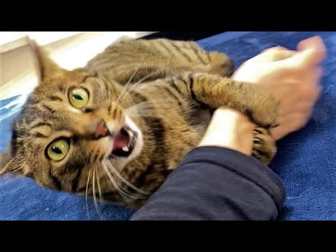 Funny animals - Funny cats / dogs - Funny animal videos 242