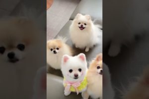 cutest puppies #cute #shorts #puppies#youtube #dog #funny #fun #hugbears