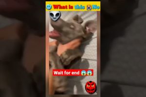 Dogs Doing Funny Things Tik Tok ~ Cutest Puppies TIKTOK Compilation ~ Fluppy