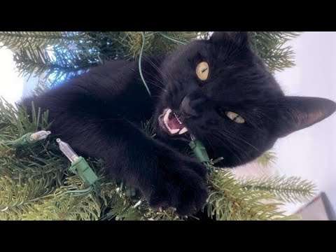 Funny animals - Funny cats / dogs - Funny animal videos 254