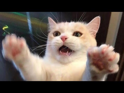 Funny animals - Funny cats / dogs - Funny animal videos 249