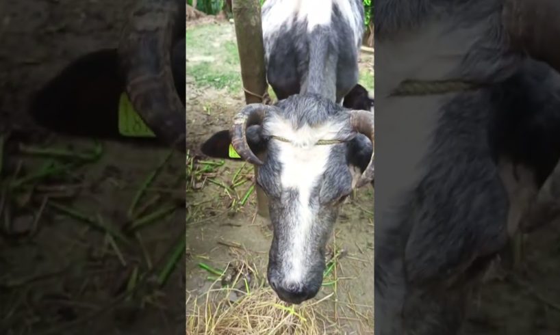 cow video 🙏🙏🐄😱😱 #shorts #short #youtubeshorts #viral #trending #shortvideo