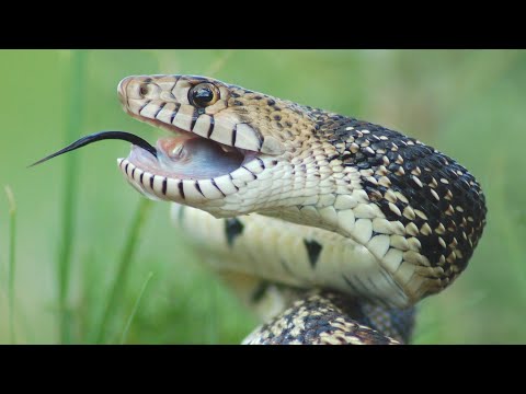 20 Shocking Snake Attacks Caught On Tape | Abmr Jungle