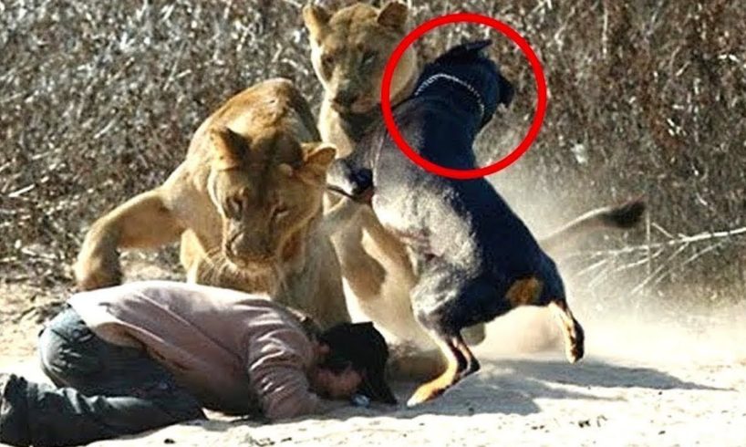 25 Animal HEROES Protecting Their Owners