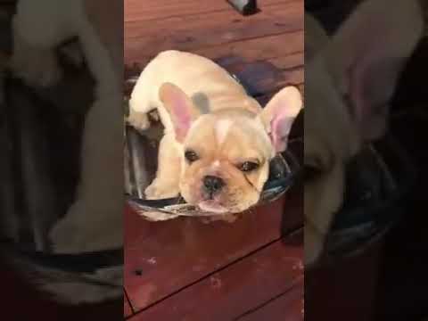 53 Funny Dogs of TikTok Compilation ~ Cutest Puppies ~ Try Not to Laugh