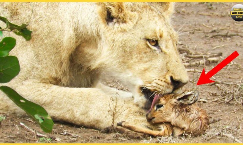 7 Crazy Moments When Big Cats Become Babysitters | Animal Attacks