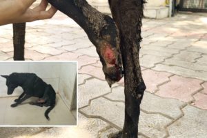 A Dog With Broken Leg and Maggots Wound Refused to Surrender till...