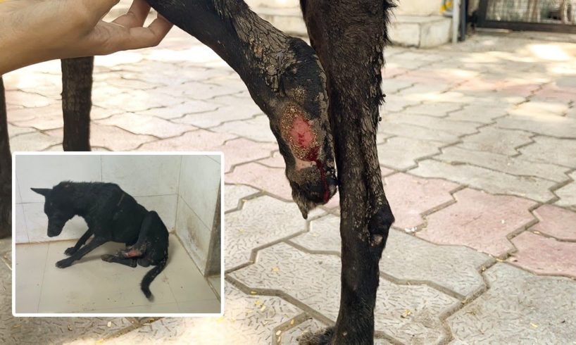 A Dog With Broken Leg and Maggots Wound Refused to Surrender till...