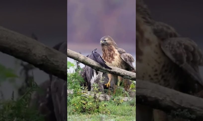 ANIMAL FIGHT | Two buzzards fights for their right to feed on a nearby badger carcass. #buzzard