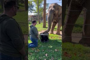 Adorable Elephant Learns to Play the Drums!  #Elephants #Shorts