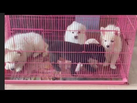 Adorable cutest puppies 😍😍 ! cute dogs clips 😈🐕🐕🔥🔥#shorts video 😈😈🔥🔥! puppies attending video 😈🐶