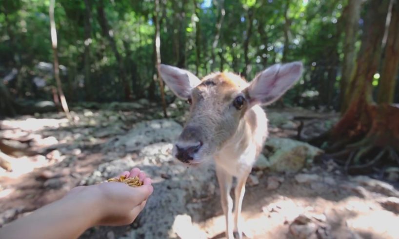 Akumal Monkey Sanctuary & Rescued Animals