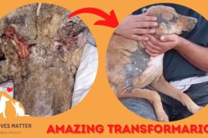 Amazing transformation of burned dog