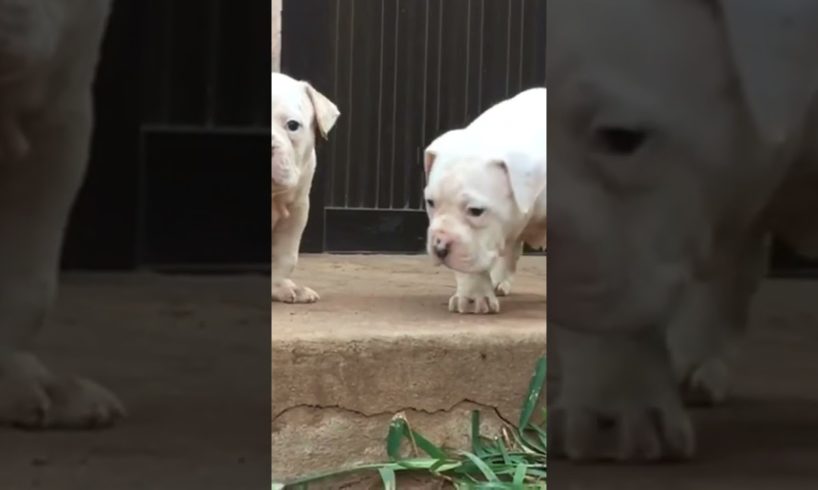 American Bulldog English cutest puppy's lovely ❤️ #shorts #shorts