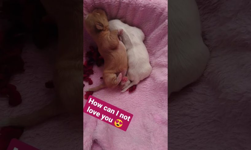 Amilys Cutest Puppies 5 days old #short #amilys #cute #dog #pet #cutedogs #puppy #puppies