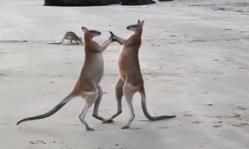 Animal Fight || Wallaby Fight On The Beach || Biggest Fight|| Nature with music lovers