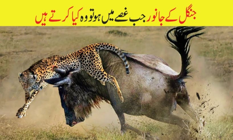 Animal Fights | Animals Attacks | Animals Fighting Other Wild  Animals In Urdu | حملے |ABR Kohati TV