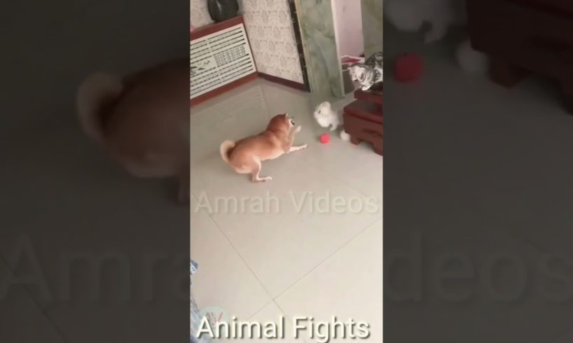 Animal Fights | #shorts | #shortsvideo | Cute animals | Amrah Videos | #shorts 15 | #viralshorts |