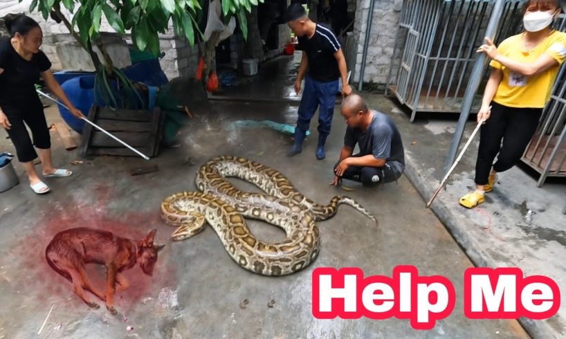 Animal Rescue Team Defeats Giant Python That Eats Dog | Brave Hunters