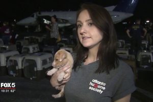 Animals rescued from Puerto Rico arrive in Georgia