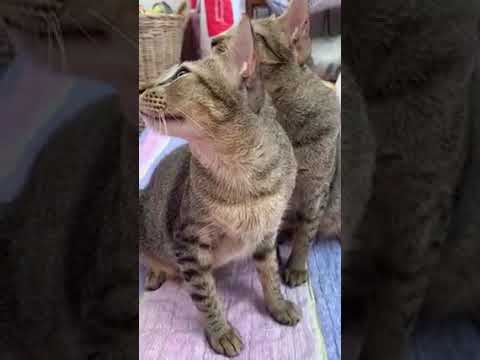 Animals that always ask for help! I love cats and dogs,  pets and animals rescue, ep026