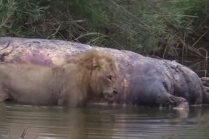 Best Discovery - Lion v/s Yalk Fight 🔥 __ ( Unstoppable Fight )#animals #youtube #amazingfacts