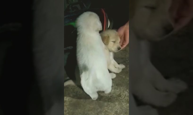 CUTEST Puppies Fall Asleep In My Hand