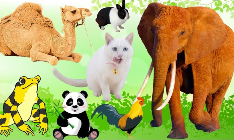 Chill With Familiar Animals:- Frog, Elephant, Cat, Dog, Rabbit, Camel, Giraffe,... - Animal Sounds