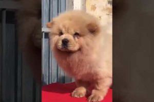 Chow Chow Extraordinary puppy Very Cutest Puppies 💥😻