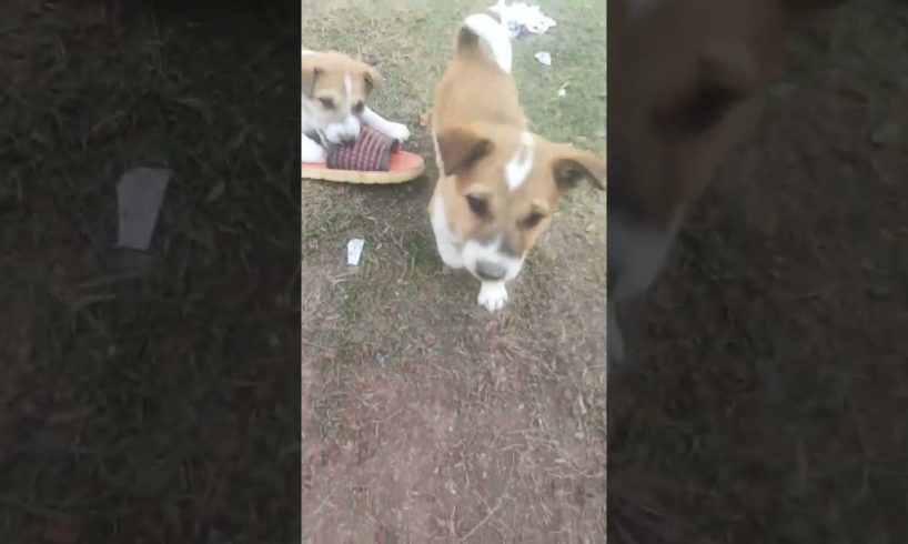 Cute Dogs Playing shoes #animals