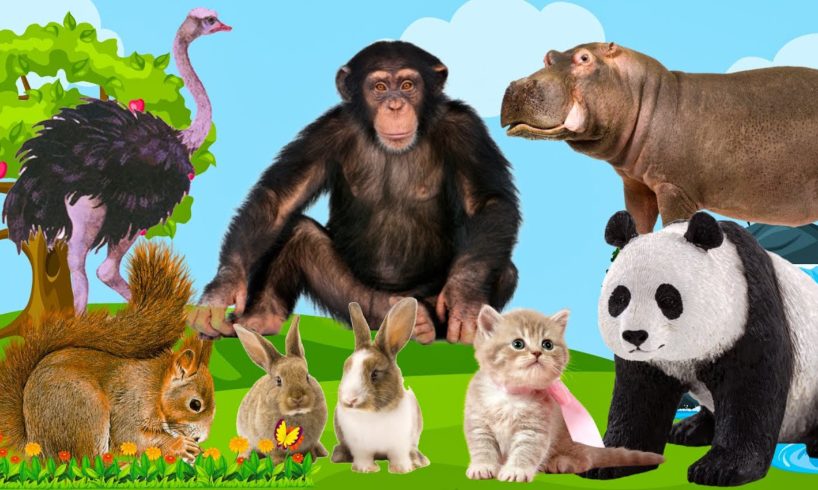 Cute Little Animals: Cat, Panda, Squirrel, Ostrich, Hippo, Cow, Rabbit - Animals Sounds Video