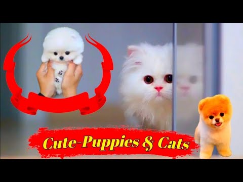 Cute Puppies | Adorable Puppies | Cute Puppy | Cutest Puppy In The World | CutePuppyDog | tayyab xyz