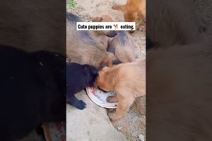 Cute puppies are 🐕 eating scenes #mytreasure #cutestpets #shorts #cutestdogs #cutestpuppy #cutepets