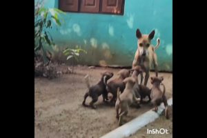 💞Cutest Puppies 🤗     #short #viral #youtubeshorts #trending #puppies