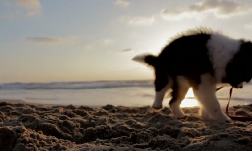 Cutest Puppy Has The Time Of Its Life Playing On The Beach! Cute Puppies Videos!