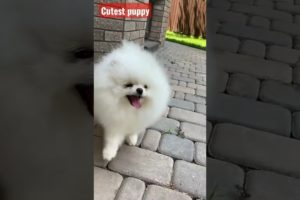 Cutest Puppy #shorts #viral #shortvide #viralshort #dog #tiktok #shortsvide #cute #funnyvideo