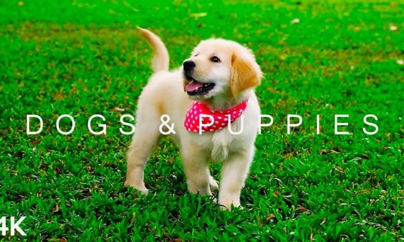 DOGS & PUPPIES in 4K | 2 Hours | Relaxing Ambient Music Strings Cute Pets