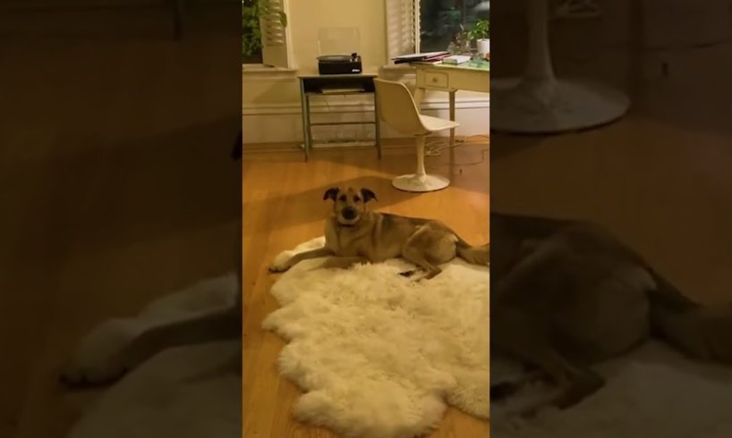 Dog Melodiously Howls Along The Tune of Piano