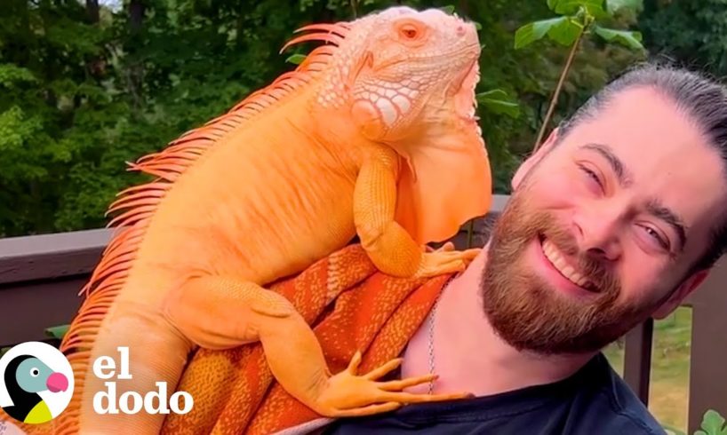 Dragón naranja ciego y chico son los mejores amigos | Almas Gemelas | El Dodo