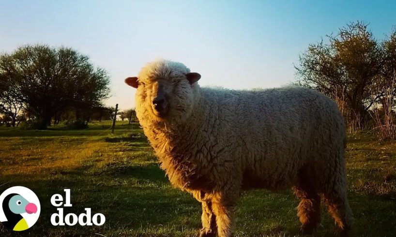 Esta oveja rescatada... ¿se cree perro? | El Dodo