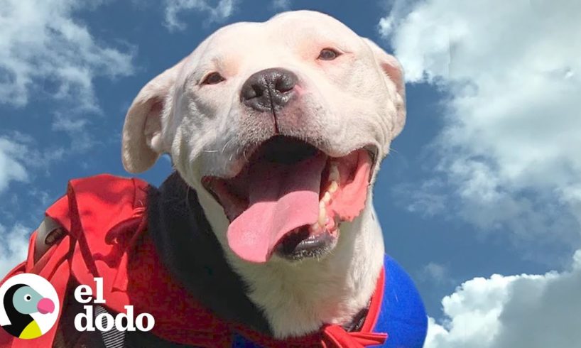 Este perro es pura magia | El Dodo