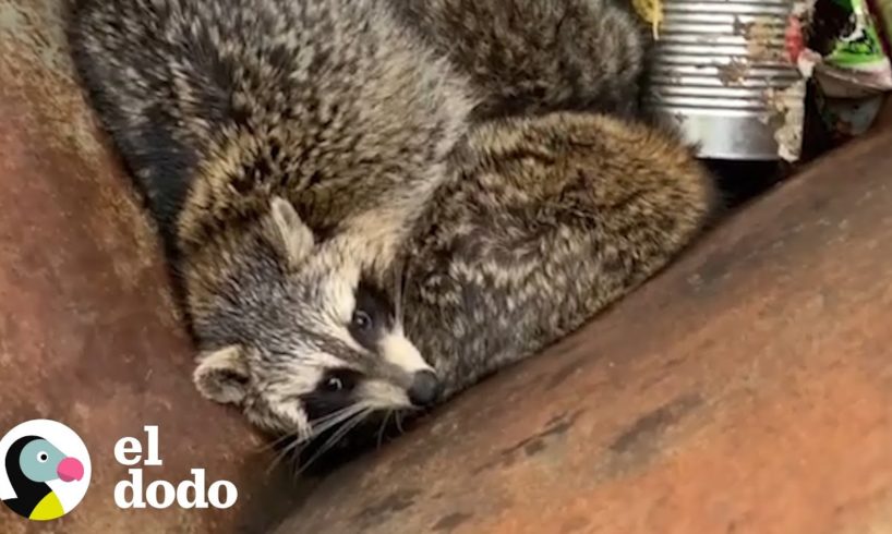 Familia de mapaches quedan estancados en basurero | El Dodo