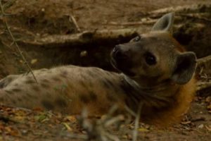 Female Dominance Over Male Hyenas | Animals In Love | BBC Earth