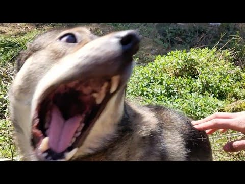 Funny Animals Will Make You Laugh! 😂 |The Funniest Cats & Dogs (Part 3)