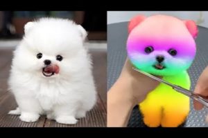 Funny and Cute Pomeranian Videos #1|Cutest Puppies